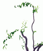 twig0001_9771.gif